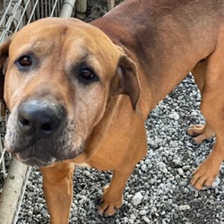 飼育放棄によるレスキュー　土佐犬♂