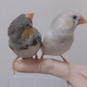 生後1年2ヶ月のさえずるキンカチョウのおうち募集