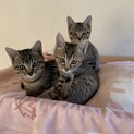 家族にしてね