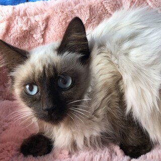 シャム風、中毛、小さな女の子☆