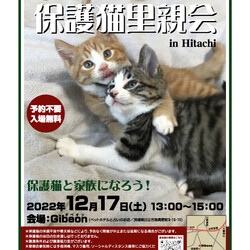 Save The Cat 保護猫里親会 in Hitachi