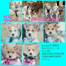 yanagi22 譲渡会