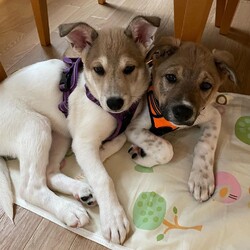 yanagi22 譲渡会 サムネイル2