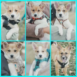 yanagi22 譲渡会 サムネイル3