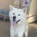 秋田犬　26キロ
