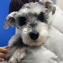 可愛い甘えん坊さん　ケティくん