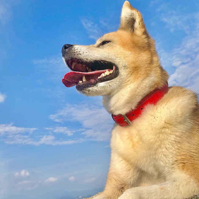 neko6のカバー写真