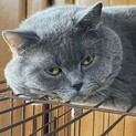 大きな体に似合わない小さな声が可愛いイケブリ