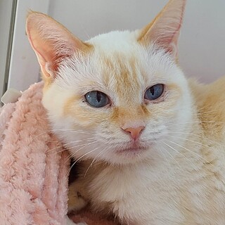 シャムミックスの可愛いちゃん