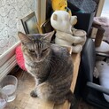 メス　4歳未満　去勢済み