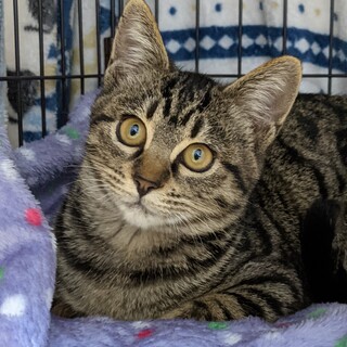 もちもち可愛い千代ちゃん