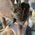 オス　1〜2歳