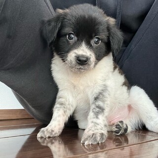 「一旦募集停止」生後1ヵ月！ゴウくん！