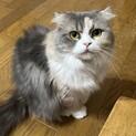 可愛いスコティッシュ☆女の子