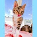 美形猫和三盆♡名前の通り甘々デレな甘えん坊な性格