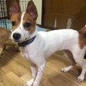 ルーの家族を探してます。