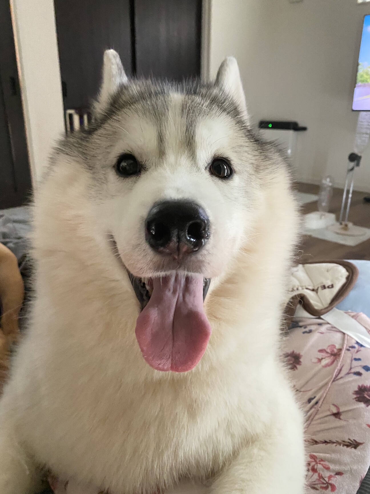 シベリアンハスキーの里親募集 サムネイル1