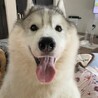 シベリアンハスキーの里親募集 サムネイル1