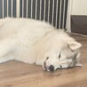 シベリアンハスキーの里親募集 サムネイル2