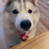 シベリアンハスキーの里親募集 サムネイル4