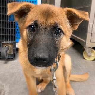 鼻黒美人の　ふねみちゃん　4ヶ月