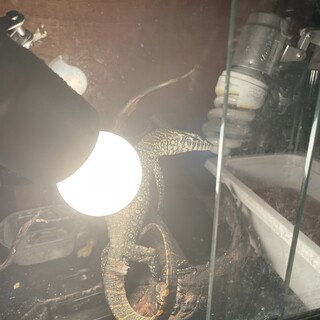 ナイルモニターの里親募集します。