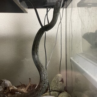 アオダイショウの里親募集中です。