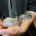 デグー　キャンセルが出ました