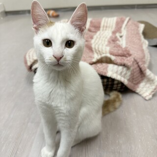 みたらしの幸せさがし♪