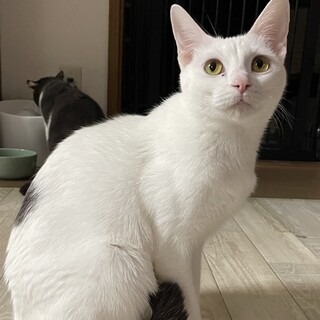 膝の上が好きなな甘えん坊で美人のニギちゃん