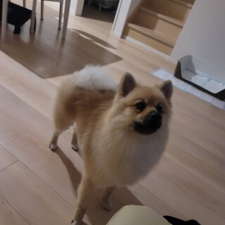 ポメラニアン　デカポメ体重７キロ　屋内犬