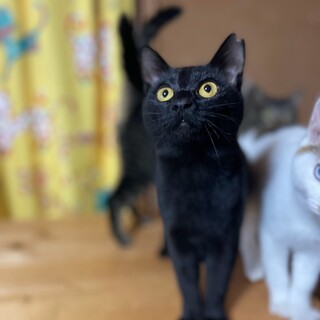 きれいな黒猫アキラちゃん