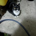 白黒10ヶ月の猫です。譲渡費用は一切頂きません。