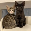 ぬいぐるみ？まあるいお顔の子猫ペア