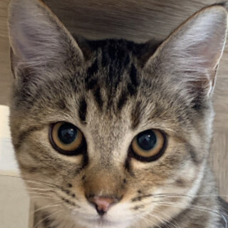 可愛くて上品なムギワラ小梅ちゃん♂４か月