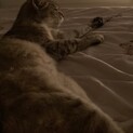 高齢者里親さん歓迎！アビシニアン系おっとり美猫♀