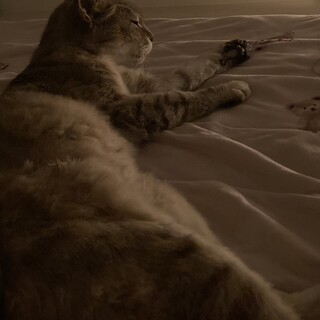 高齢者里親さん歓迎！アビシニアン系おっとり美猫♀