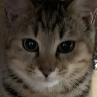 可愛くて上品なムギワラ小夏ちゃん♂４か月