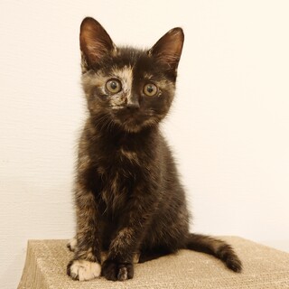 人懐っこいサビ猫姉妹（なつめ）