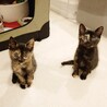人懐っこいサビ猫姉妹（なつめ） サムネイル5