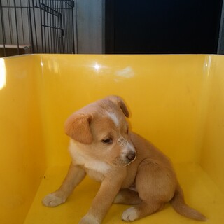 家族に加えてください