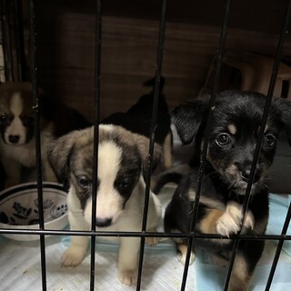 おてんばわんこ