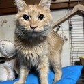 人が大好き茶トラ女子