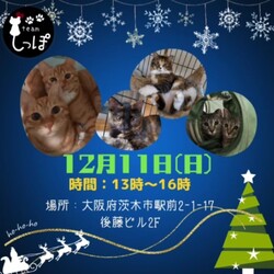 teamしっぽ　保護猫の譲渡会@茨木市