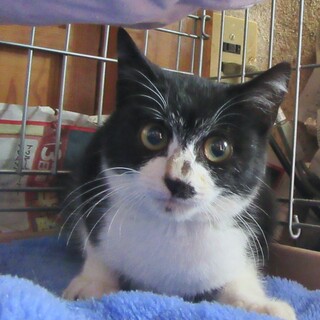 かわいいハチワレ君　4ヵ月位