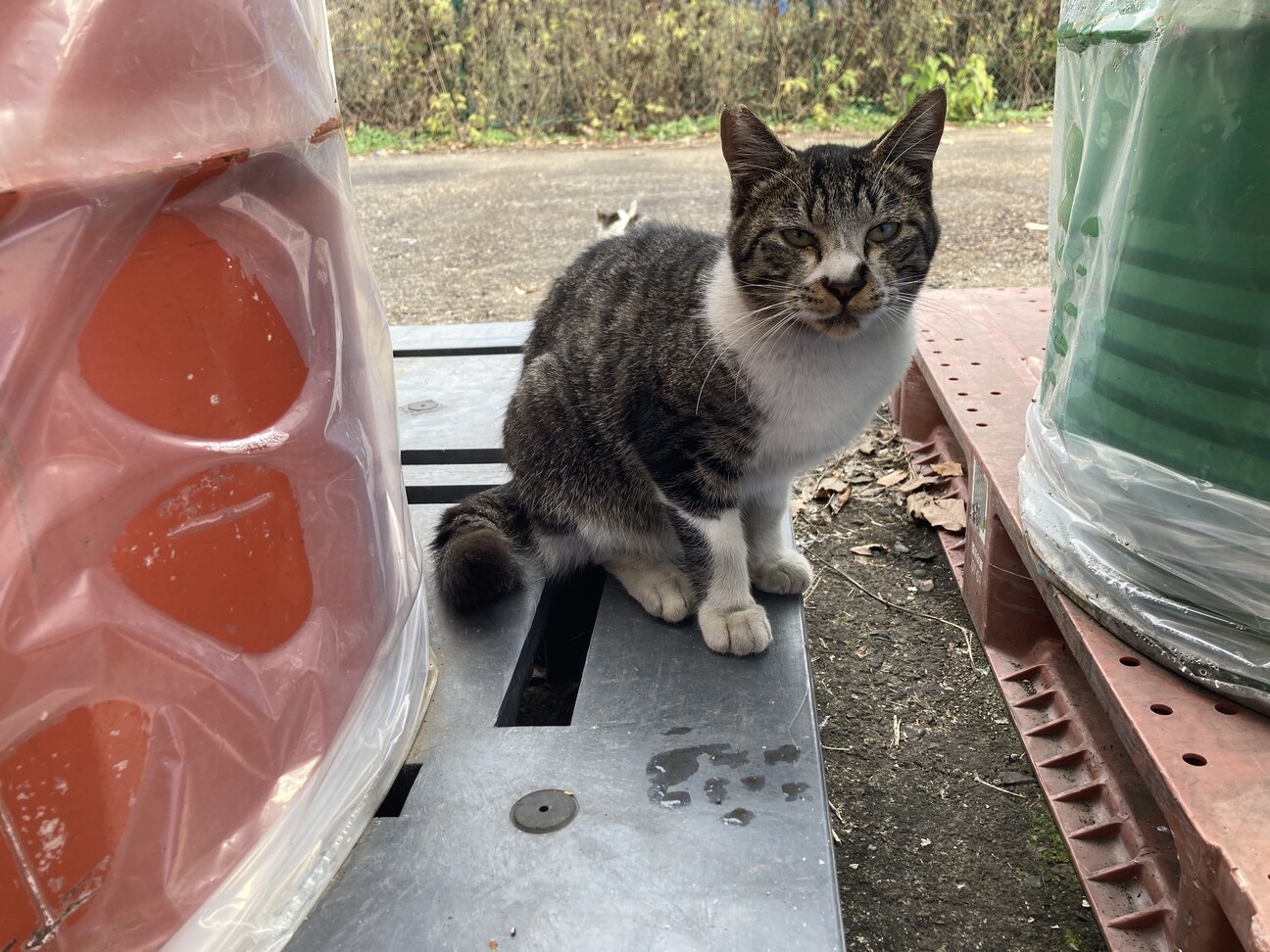 大人しくて優しいサバトラの男の子！ サムネイル2