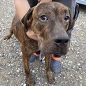 土佐犬　♀　１歳