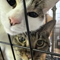 21年11月9日産まれの猫2匹