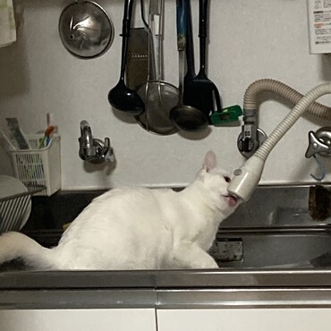 自分で給湯器の蛇口から水を飲む様になりました。