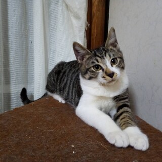 三つ葉、里親さま決定！ありがとうございました♥️